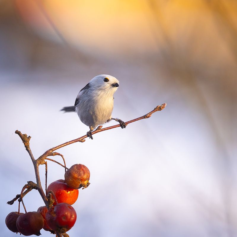 Long-tailed Tiphoto preview