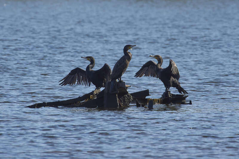 большой баклан, птицы,  Большой бакланphoto preview