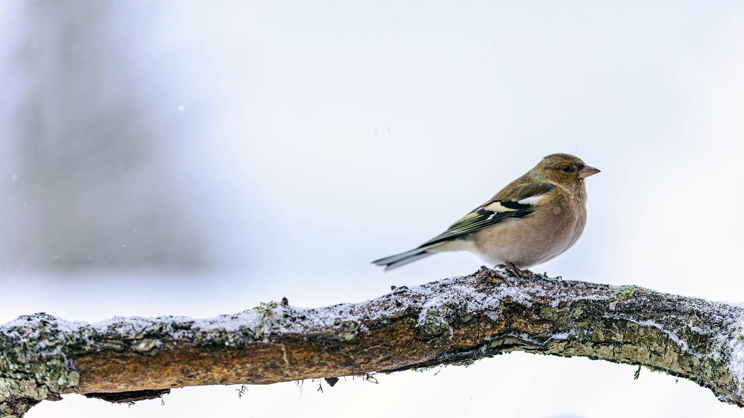, Светослав Радков