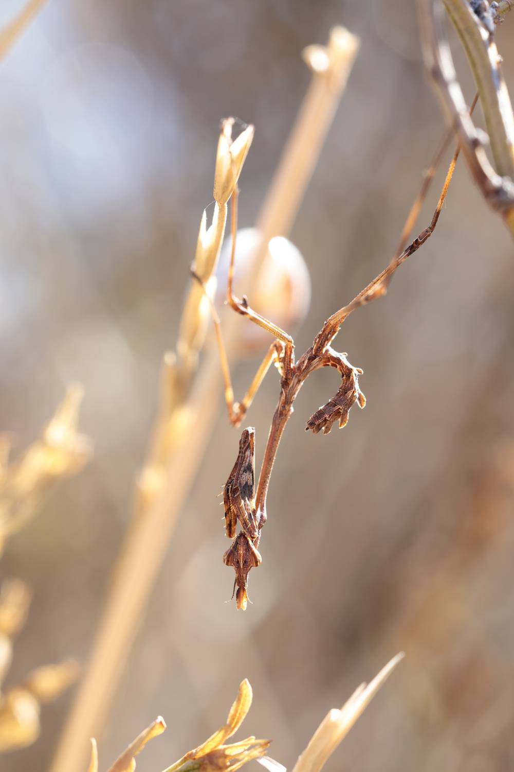 богомол, насекомое, лето, природа, эмпуза, Алексей Попов