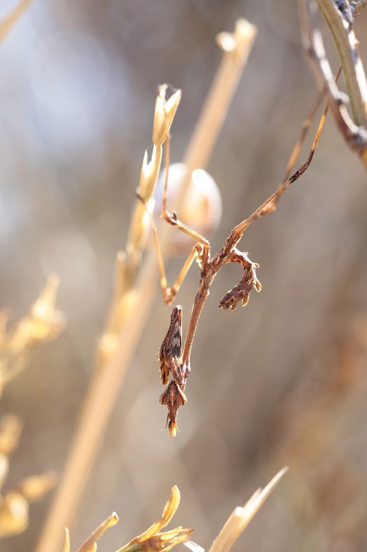 Эмпуза полосатаяphoto preview