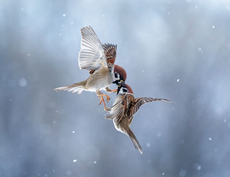 Не в бровь, а в глазphoto preview