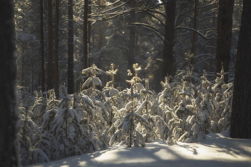 в зимнем лесуphoto preview