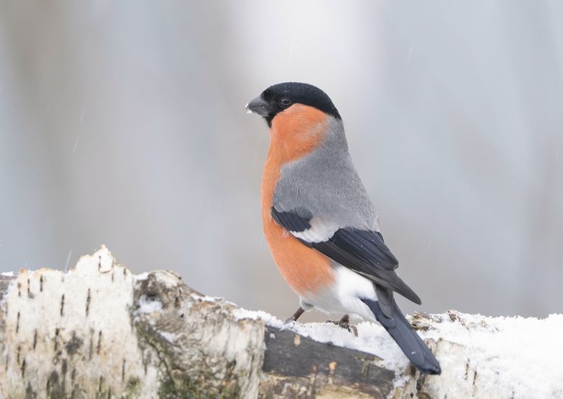 птицы,природа, зима Снегирьphoto preview