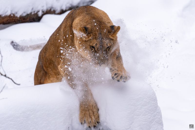 львы Снежная львицаphoto preview