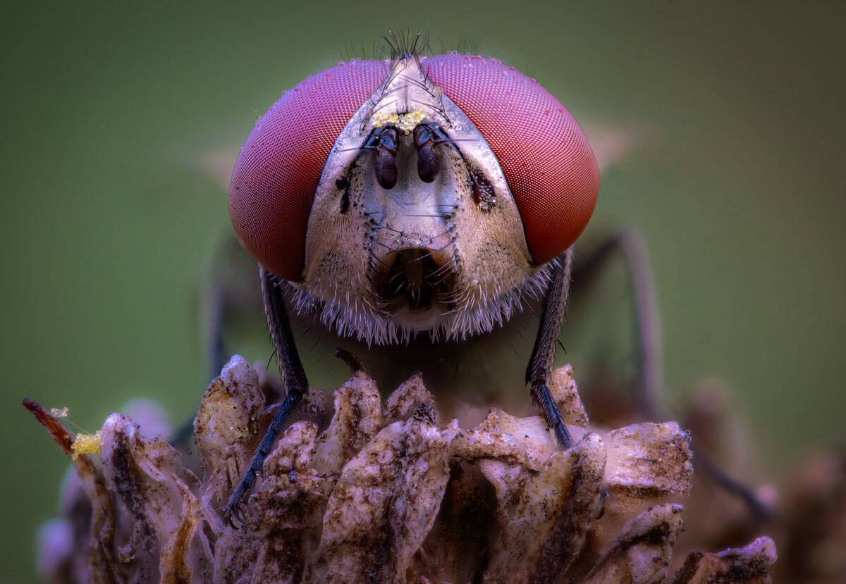 Автор: Сергей Брагин , Сергей Брагин