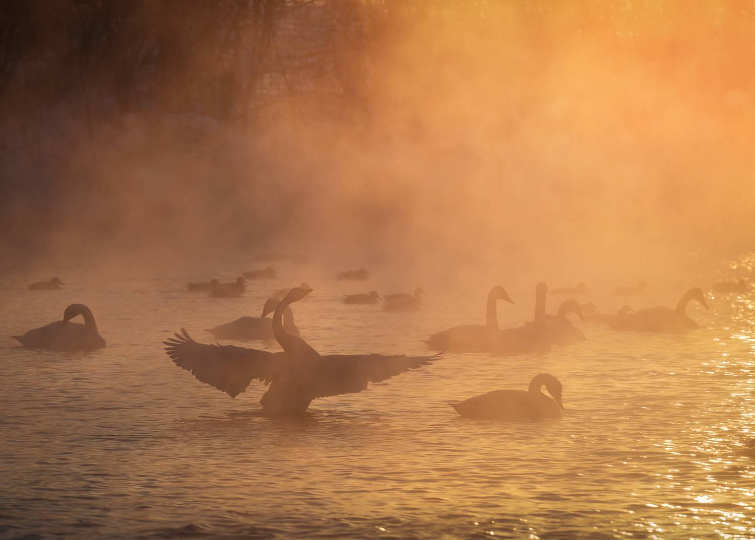 алтайский край, советский район, лебеди, птицы, лебединый заказник, лебеди-кликуны, кликуны, зимовка птиц, зимний алтай, озеро светлое, Рубан Алёна
