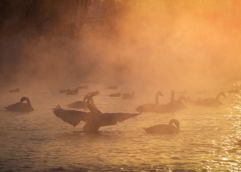 алтайский край, советский район, лебеди, птицы, лебединый заказник, лебеди-кликуны, кликуны, зимовка птиц, зимний алтай, озеро светлое В янтарном светеphoto preview