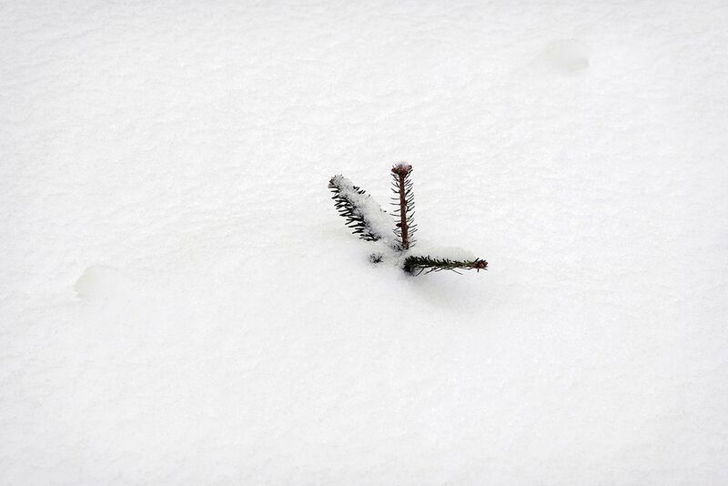 Тепло ёлочкеphoto preview