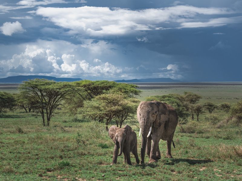 африка, танзания, серенгети, слон. С мамой ничего не страшно.photo preview