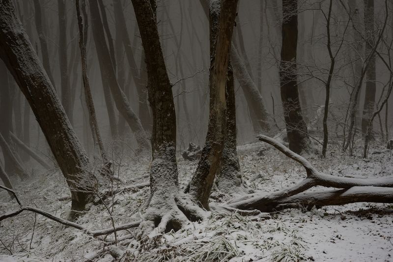 зима туман лес утро Туманное утроphoto preview