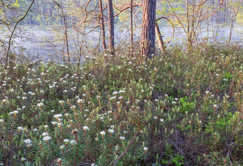 Весенний этюдphoto preview
