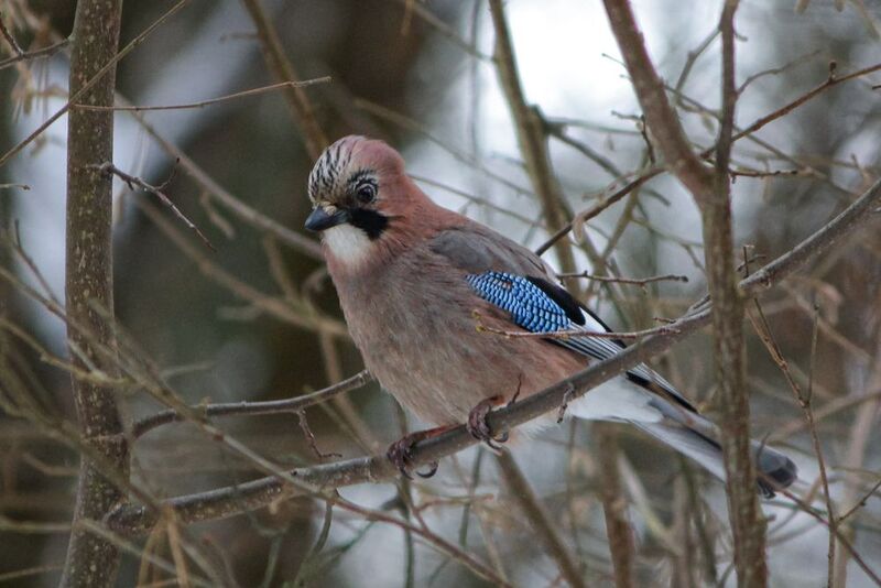 сойка, обыкновенная сойка, кареза, garrulus glandarius Сойкаphoto preview