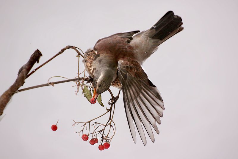 природа. птицы, дрозд, рябина, ветка Дрозд с рябинойphoto preview