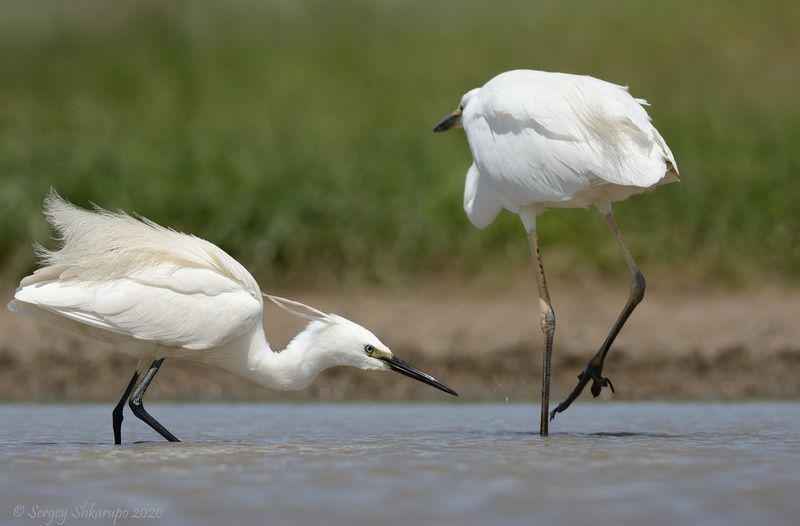 Охота малой белой цаплиphoto preview