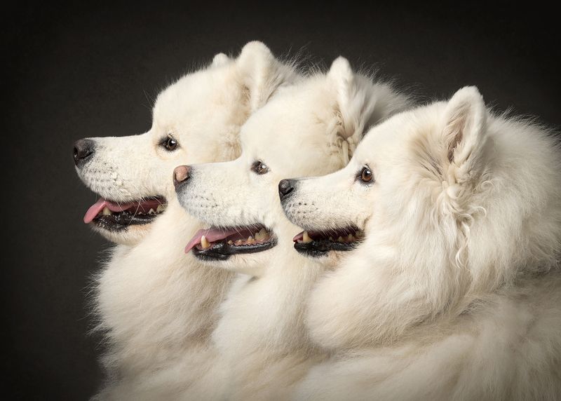 #samoyed #dog Samoyedsphoto preview