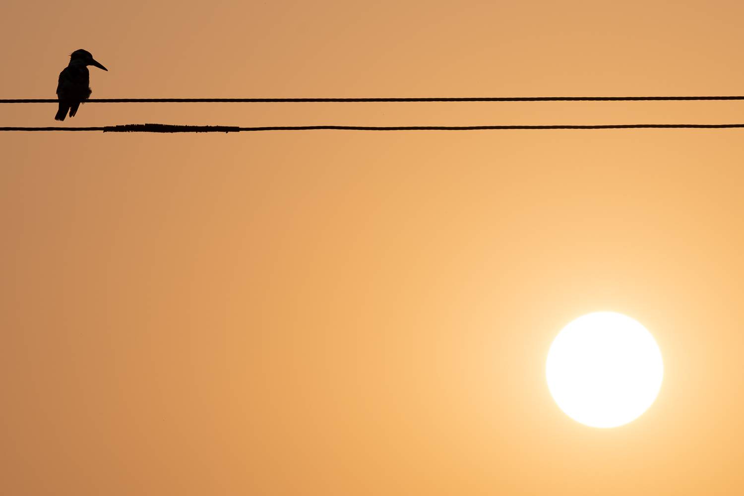 Автор: Nikolay Slutskiy kingfisher, india, wildlife, Nikolay Slutskiy