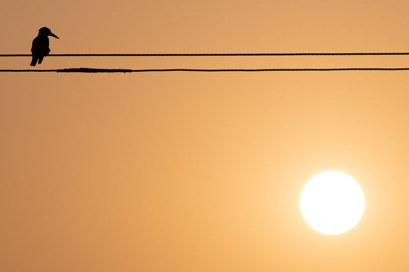 kingfisher, india, wildlife photo preview