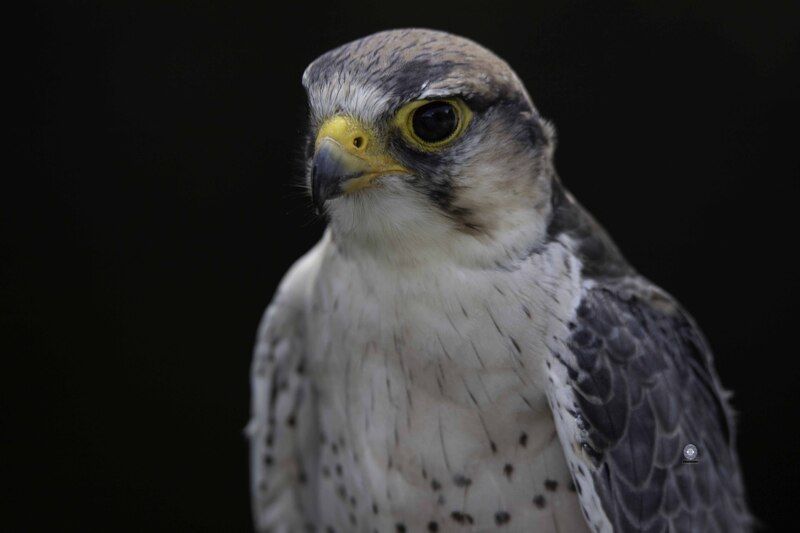 Lanner falconphoto preview