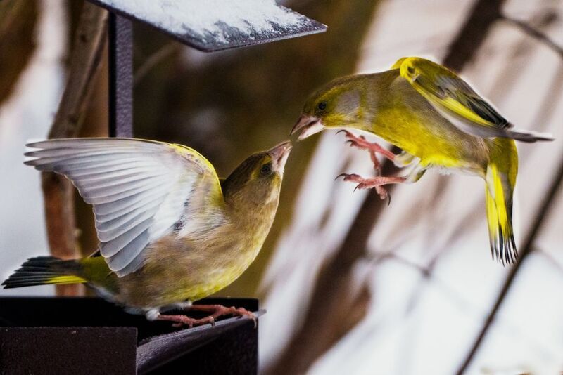Воздушный поцелуйphoto preview