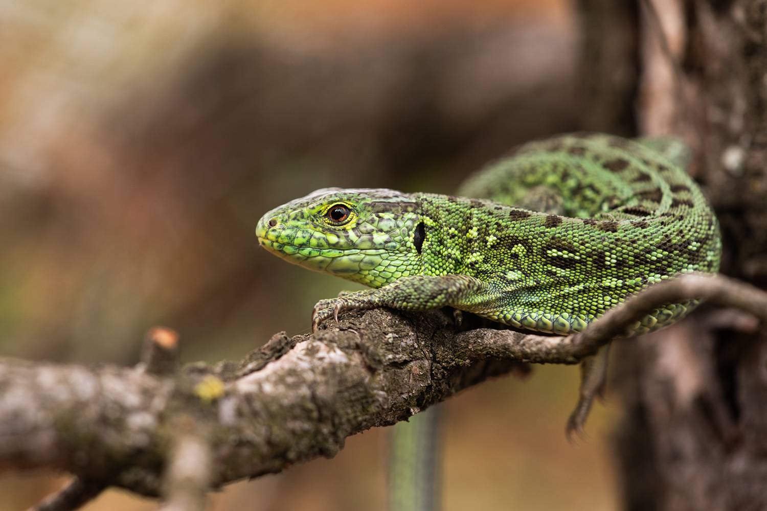 , Илья Михеев