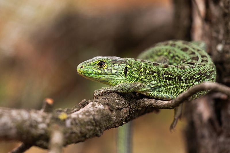 Зелёный ящерphoto preview