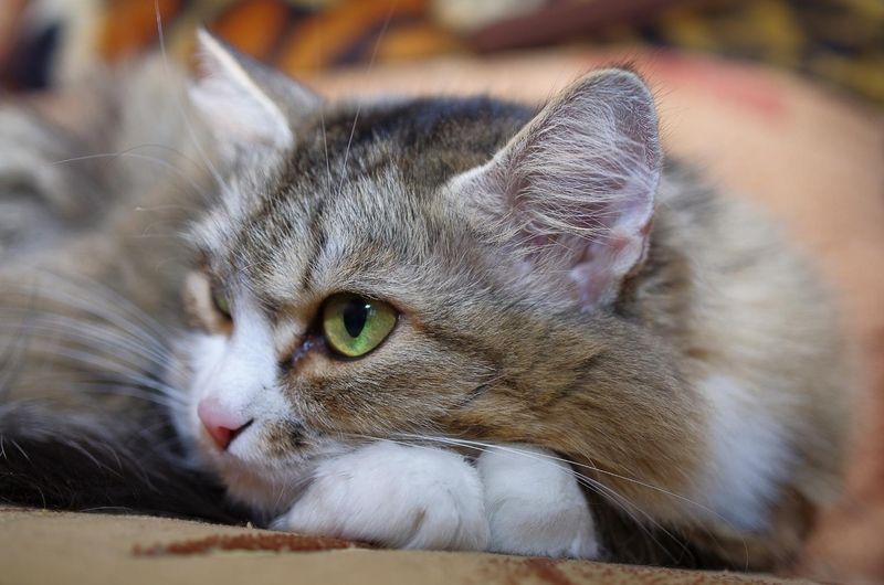 Муська фото превью