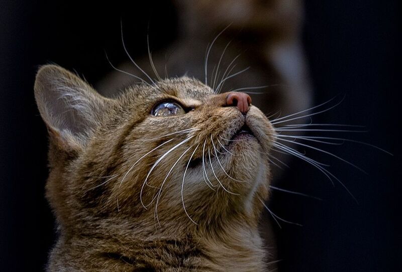 Кошка фото превью