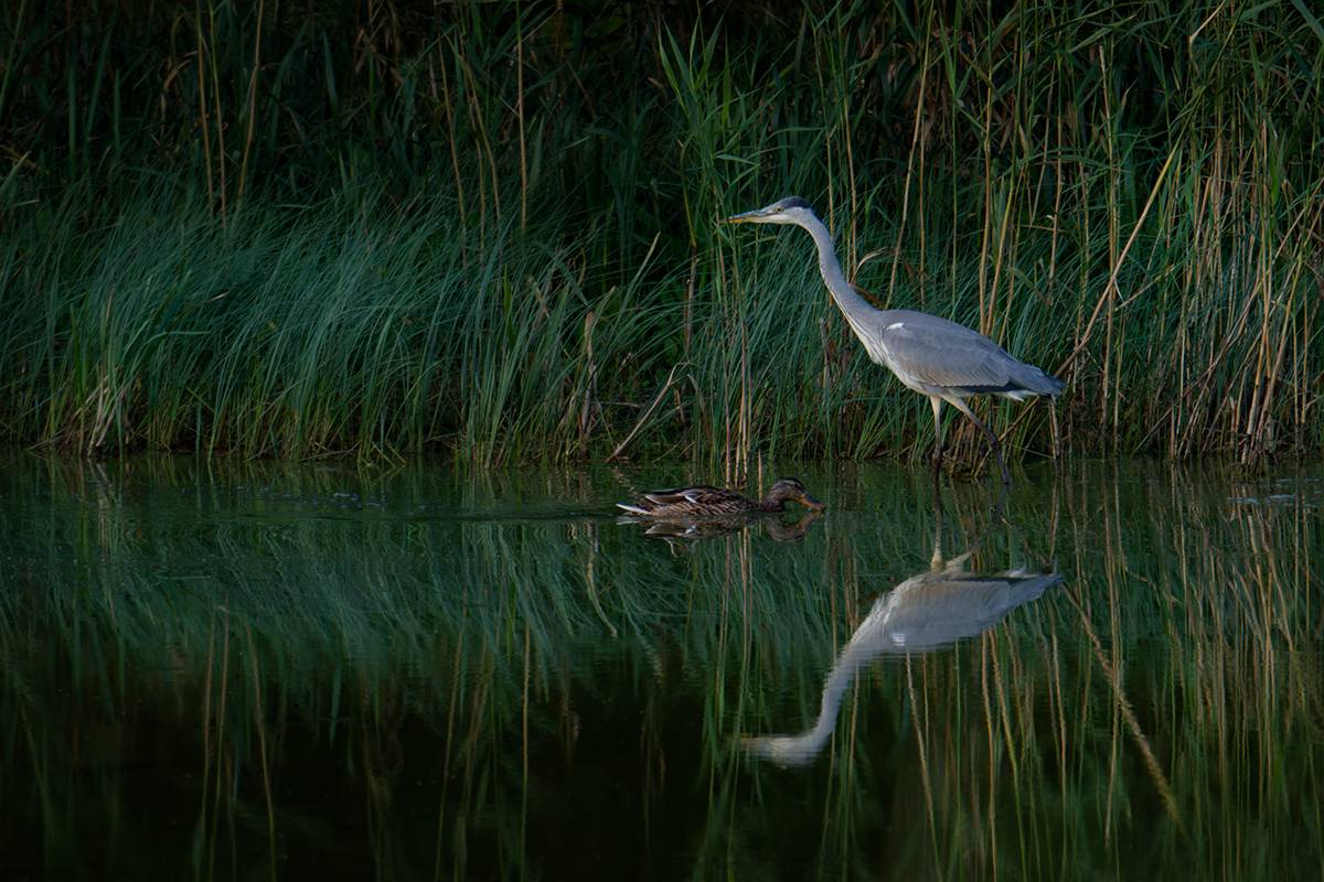 bird, птица, сераяцапля, курсшскаякоса, birdwatching, birdphotograph,anasplatyrhynchos, калининград, Хилько Марина