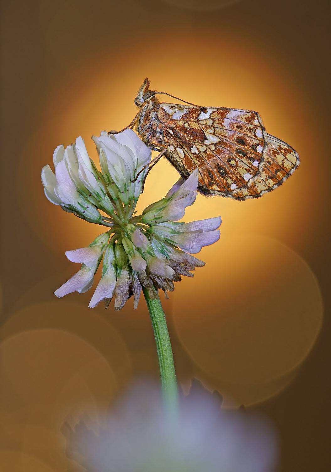 ***. Автор: Чепленко Алексей , Чепленко Алексей