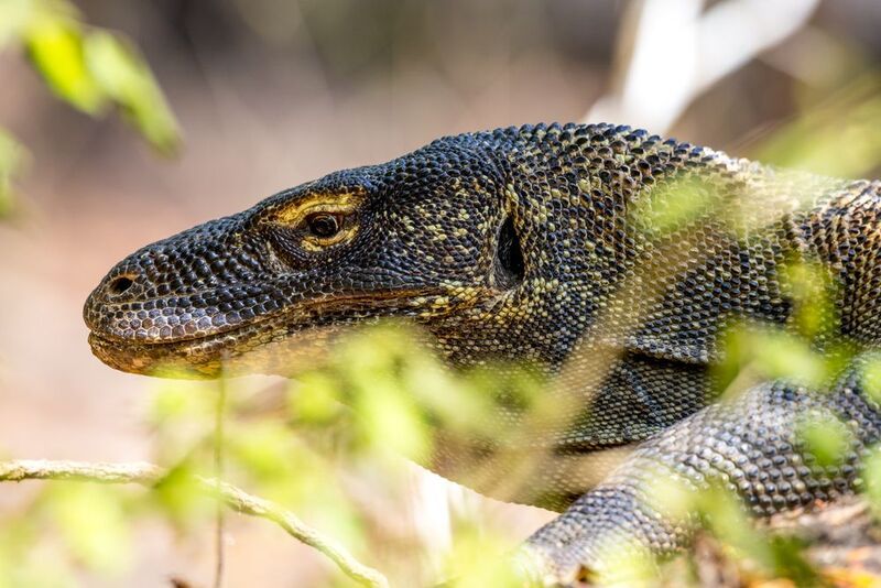 индонезия, комодо, острова, острова комодо, остров, остров комодо, остров ринча, дракон, комодский дракон, варан, комодский варан, komodo, komodo national park, varanus komodoensis, национальный парк, национальный парк комодо, григорий беденко, Комодский драконphoto preview