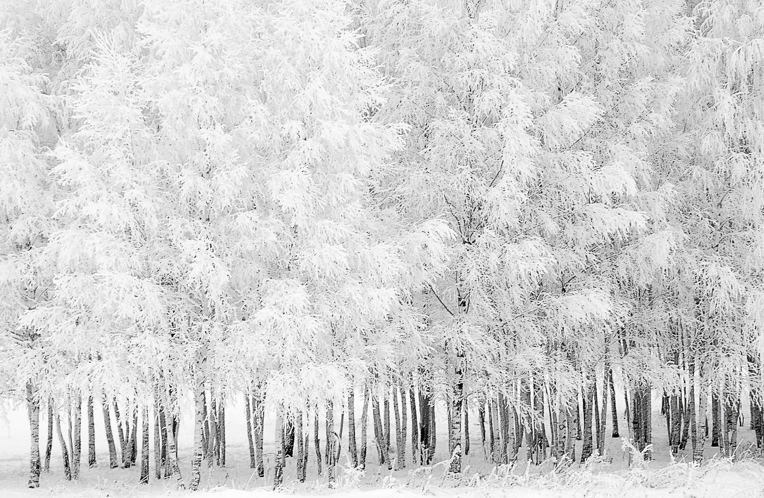 Автор: Nikolay Slutskiy , Nikolay Slutskiy