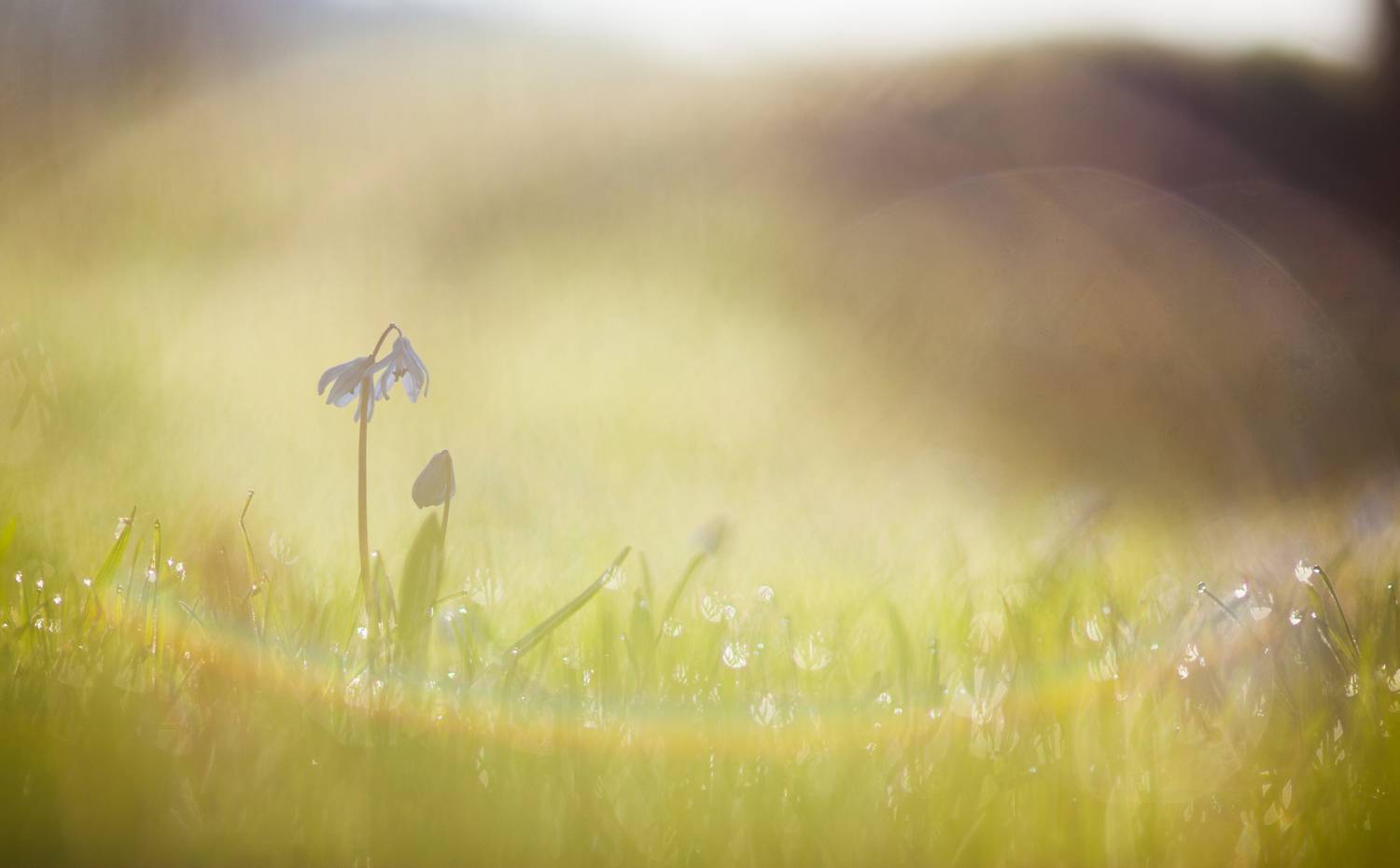 , Викулов Николай