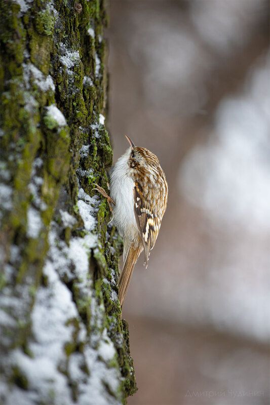 Пищухаphoto preview