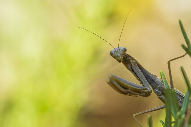 nature close-up outdoor insects arthropods predator summertime mantidae Mantis religiosaphoto preview