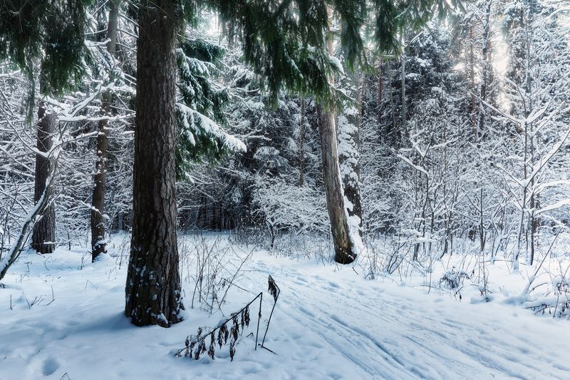 лес, деревья, снег, свет В заснеженном лесуphoto preview