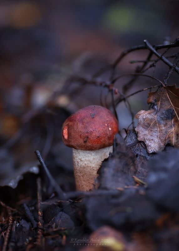 ... подосиновики и не только ...photo preview