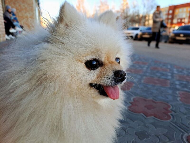 butterflies, dogs, animal, aves, анималистика, бабочки, белка, бокал, большая синица, боярышница, вода, жидкий образ, галакси, дикая природа, животные, зима, капли, лето, макро, мобильное фото, мобильная фотография, никон, орех, птицы, собаки, снег, цветы Мультижанровая фотографияphoto preview