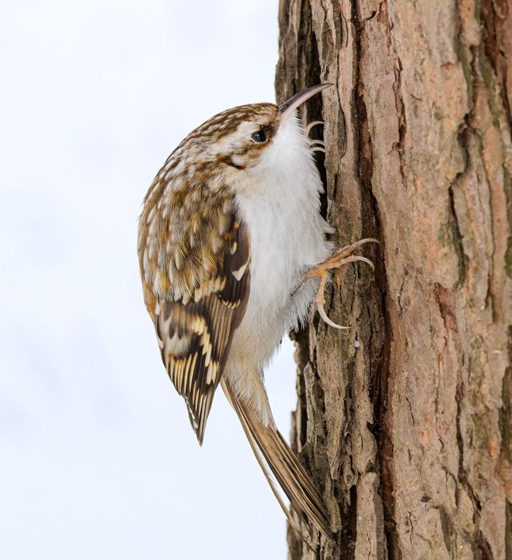 птицы, пищуха, фотоохота Пищухаphoto preview