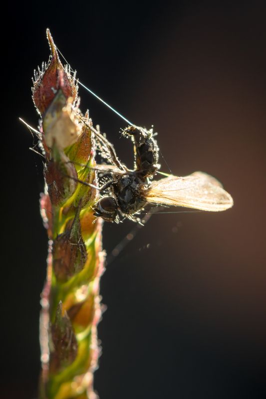 гриб паразит, энтомофтора Не подходи - убьюphoto preview