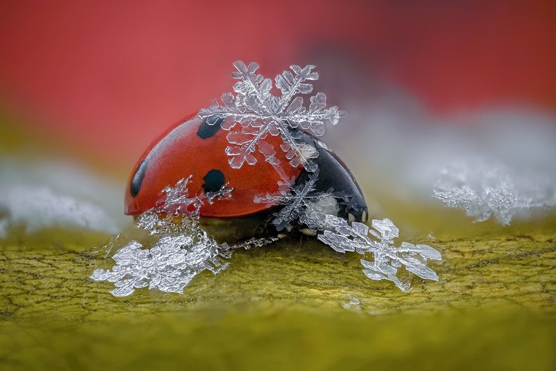 ceclii, macro photo preview