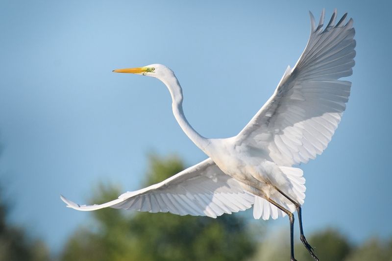 wildlife, birdwatching, nature, bird photography, птица, фотоохота, природа, зяблик  Большая белая цапляphoto preview