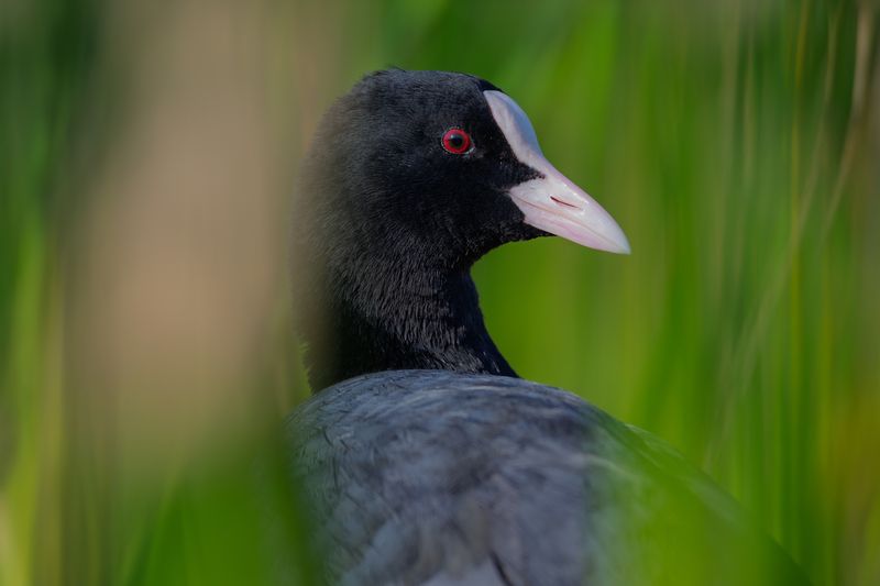 лысуха, птица, водоплавающие, птицы, дикая жизнь, природа, на воде, птицы россии, bird, nature, life, coot, common coot, black coot, eurasian coot Не подсматривай за мной //  Don\'t peek at me.photo preview
