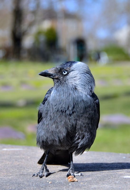 Городская птичкаphoto preview