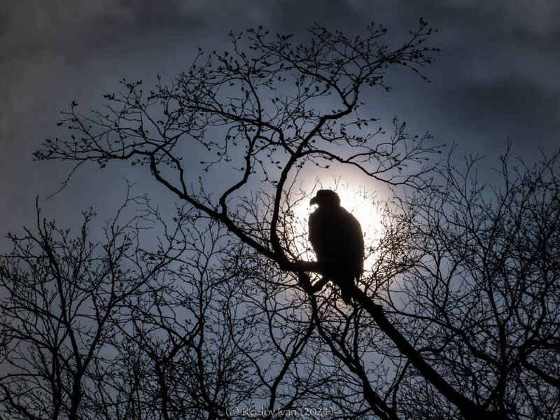 Белоплечий орланphoto preview