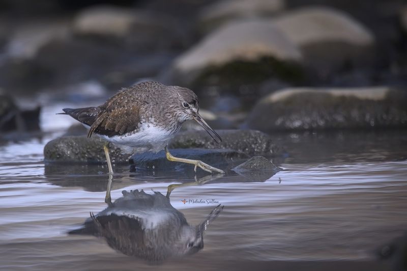 фотоохота, птица, черныш, зима, птицы И море, и снег ему по колено.photo preview