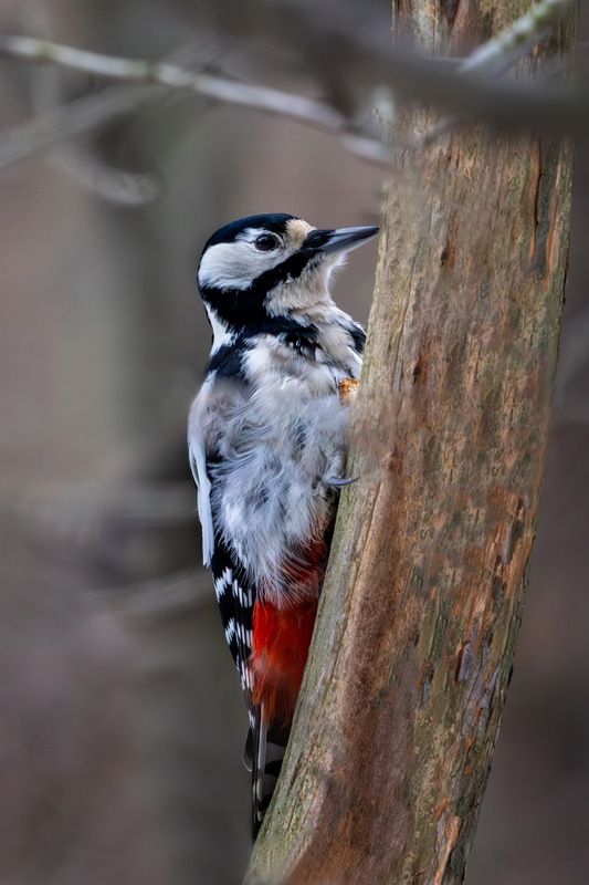 С прогулкиphoto preview