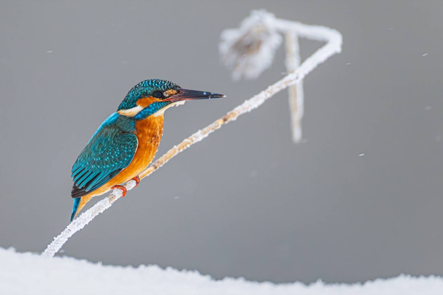 зимородок, птицы, голубой зимородок, Ruslan Pl