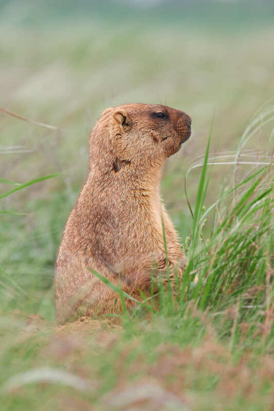 байбак, степной сурок, сурок,  Байбакphoto preview