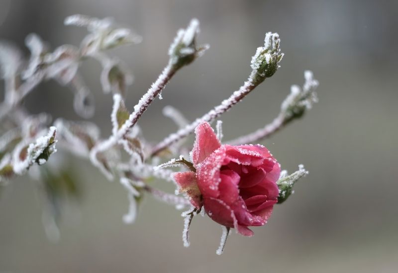 Эфемерная красотаphoto preview